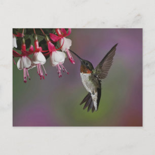 Cartão Postal Beija-flor-de-garganta-rubí-macho, Archilochus