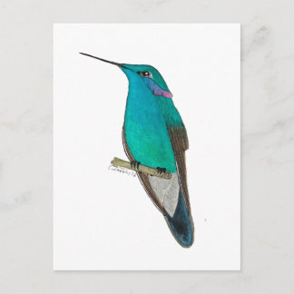 Cartão Postal Beija-flor-de-orelha-roxa-mexicano
