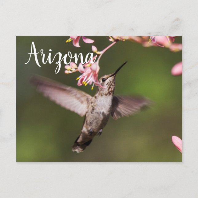 Cartão Postal Beija-flor e flores rosa, Arizona (Frente)