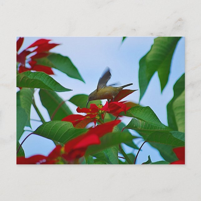 Cartão Postal Beija-flor em voo (Frente)