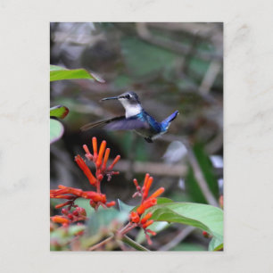 Cartão Postal Beija-flor em Voo e Flores Vermelhas