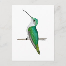 Cartão Postal Beija-flor-fêmea-de-pescoço-rubi