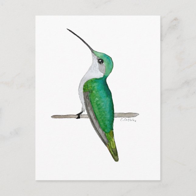 Cartão Postal Beija-flor-fêmea-de-pescoço-rubi (Frente)