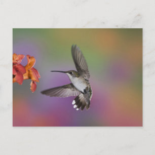 Cartão Postal Beija-flor-fêmea-de-pescoço-rubi-em-vôo