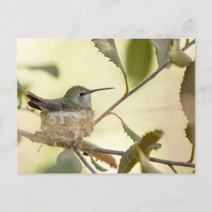 Cartão Postal Beija-flor fêmea no ninho