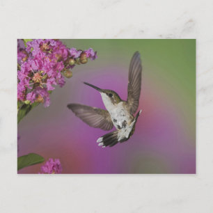 Cartão Postal Beija-flor garganta-de-rubim jovem macho