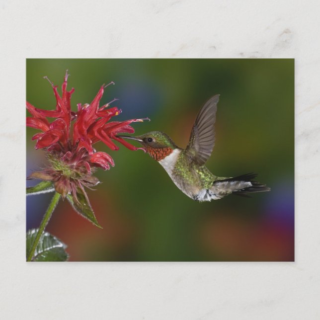 Cartão Postal Beija-flor-macho-de-pescoço-rubí (Frente)