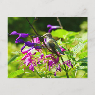 Cartão Postal Beija-flor no Colorido da Natureza da Hortelã Beij