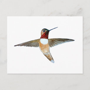 Cartão Postal Beija-flor-ruivo