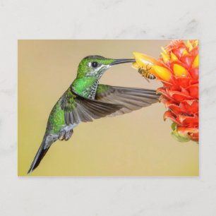 Cartão Postal Beija-flor-verde