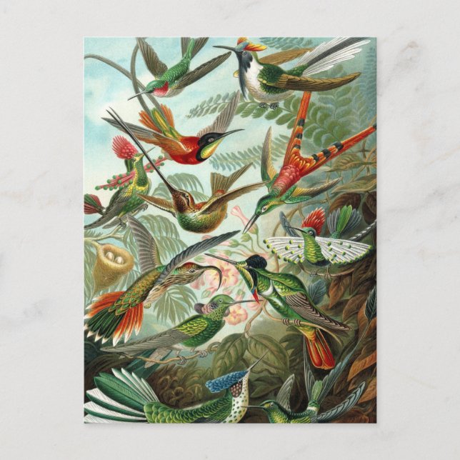 Cartão Postal Beija-flores por Ernst Haeckel, Árvores de Pássaro (Frente)