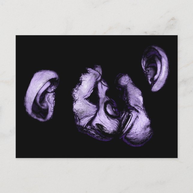 Cartão Postal beijando chimpanzés (Frente)