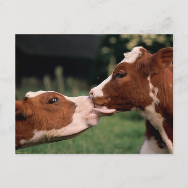 Cartão Postal Beijando vacas (Frente)