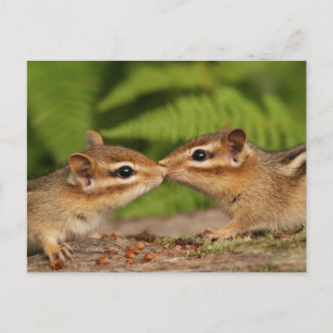 Cartão Postal Beijar Bebês Chipmunks