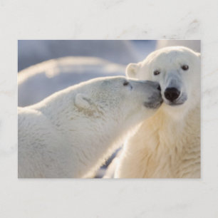 Cartão Postal Beijo de Urso Polar