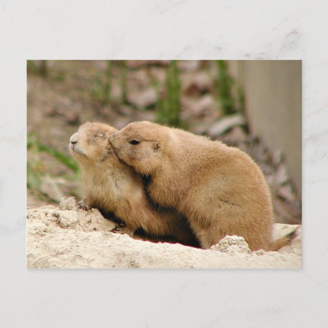 Cartão Postal Beijo grande (Frente)