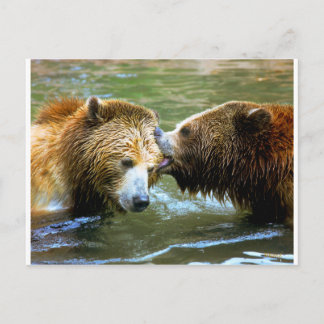 Cartão Postal Beijo Grande Urso Grizzly