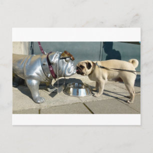 Cartão Postal Beijos de boi