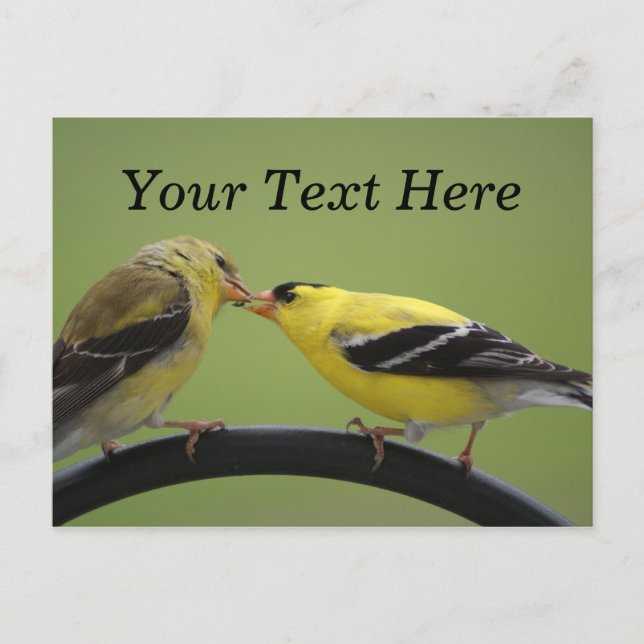 Cartão Postal Beiking Goldfinches (Frente)