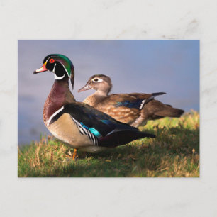 Cartão Postal Beira do lago, Pato-mandarin