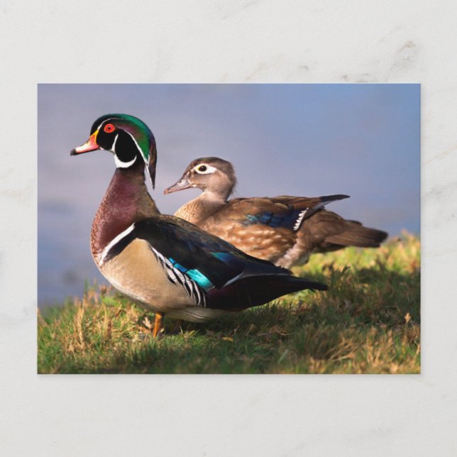 Cartão Postal Beira do lago, Pato-mandarin (Frente)