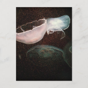 Cartão Postal Bela água-viva