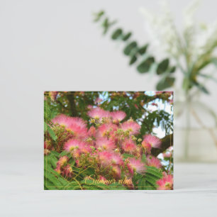 Cartão Postal Bela árvore Albizia em flor