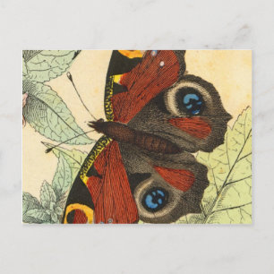 Cartão Postal Bela Borboleta