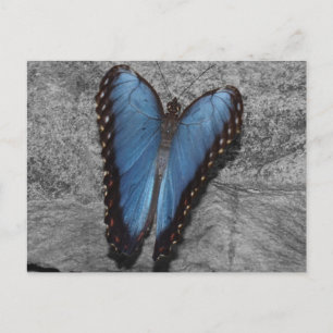 Cartão Postal Bela Borboleta Azul