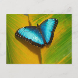 Cartão Postal Bela Borboleta Iridescente