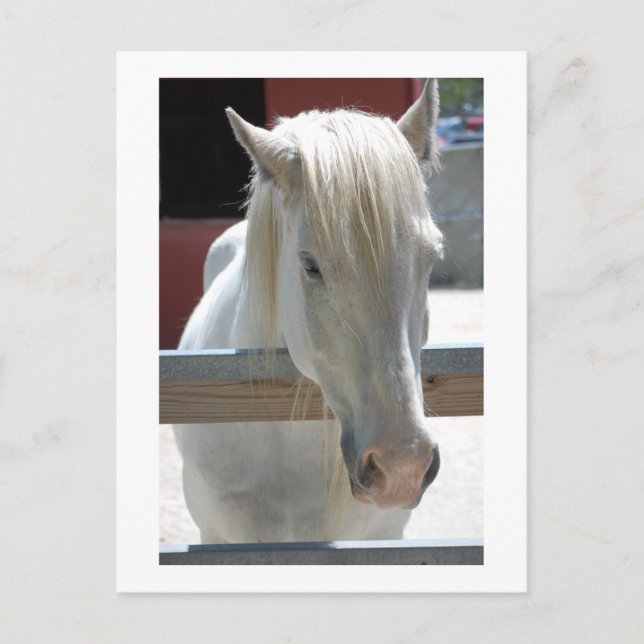 Cartão Postal Bela Cavalo Branco (Frente)