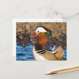 Cartão Postal Bela Chatty, Pato Mandarim no Pond