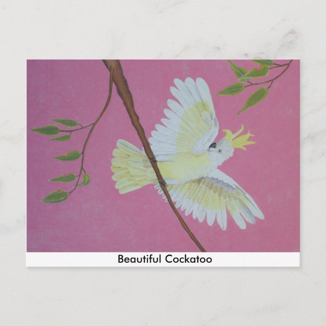 Cartão Postal Bela Cockatoo (Frente)