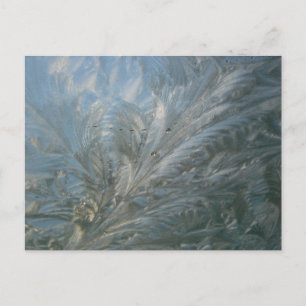 Cartão postal Bela Flor de Gelo