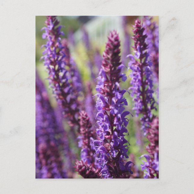 Cartão Postal Bela flor de Lavanda roxa (Frente)