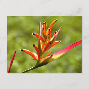 Cartão Postal Bela Flora em Belize