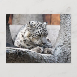 Cartão Postal Bela Foto De Gato Selvagem De Leopardo De Neve