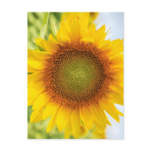 Bela Girassol com Citação de Helen Keller