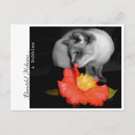 Cartão Postal Bela Hibiscus... e Bolhas.