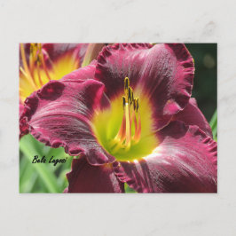 Cartão Postal Bela Lugosi - Daylily