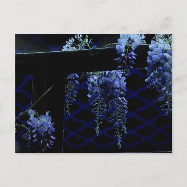 Cartão Postal Bela Noite Estranha Azul Lavanda Wisteria (Frente)
