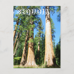 Cartão Postal Bela Postcard da Sequoia!