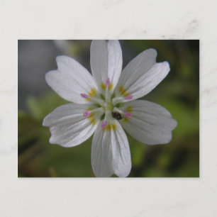 Cartão Postal Bela Primavera siberiana na Ilha de Unalaska