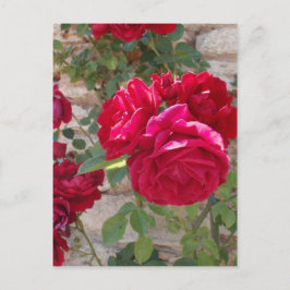 Cartão Postal Bela Rosa vermelha