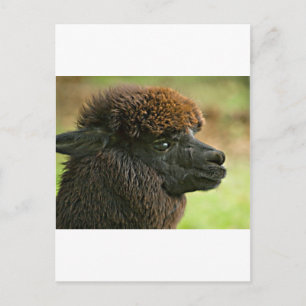 Cartão Postal Bela Savannah A Suri Alpaca