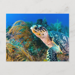 Cartão Postal Bela Tartaruga Marinha e Vida Marinha 