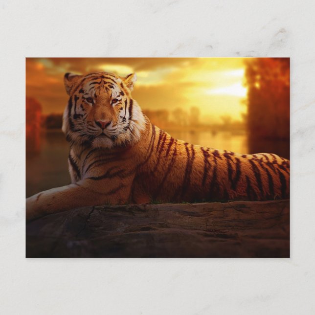Cartão Postal Bela Tigre (Frente)