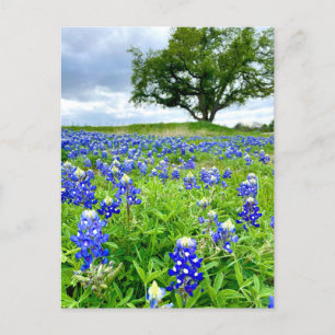 Cartão Postal Belas Bluebonnets Texas Fotografia