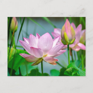 Cartão Postal Belas Flores de Lótus Rosa
