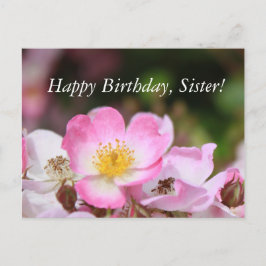 Cartão Postal belas flores de rosa selvagem rosa para senhoras